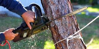 Professional  Tree Services in Cheval, FL